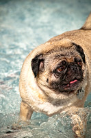 Dog-A-Poolooza-17