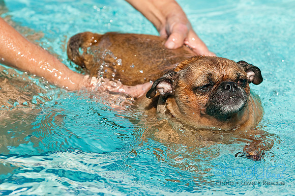 Dog-A-Poolooza-47