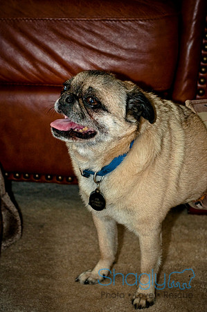 DFW Pug Rescue-142