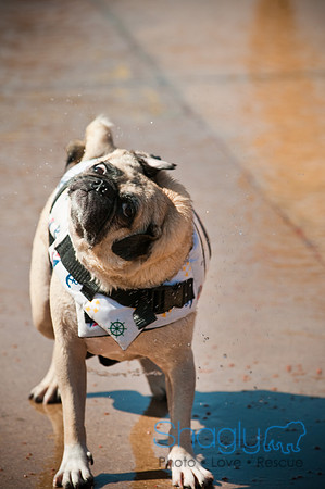 Dog-A-Poolooza-44