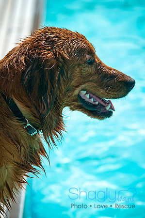 Dog-A-Poolooza-58