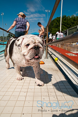 Dog-A-Poolooza-75