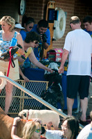 Dog-A-Poolooza-15