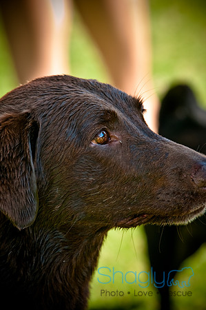 Dog-A-Poolooza-40