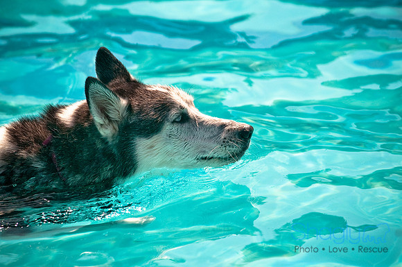 Dog-A-Poolooza-54