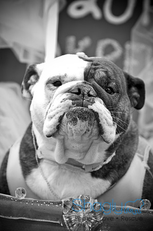 Krewe of Barkus-82