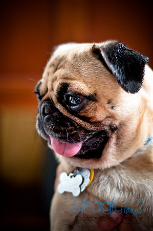 DFW Pug Rescue-144