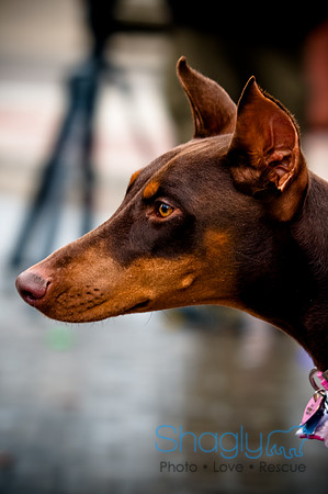 Krewe of Barkus-73