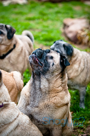 DFW Pug Rescue-89