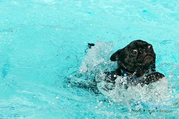 Dog-A-Poolooza-62