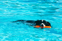 Dog-A-Poolooza-2