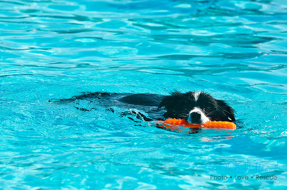 Dog-A-Poolooza-2