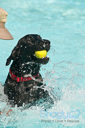 Dog-A-Poolooza-1