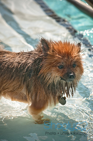 Dog-A-Poolooza-52