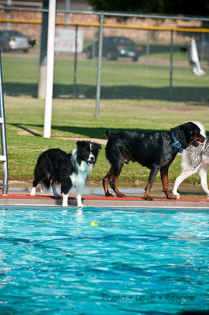 Dog-A-Poolooza-26