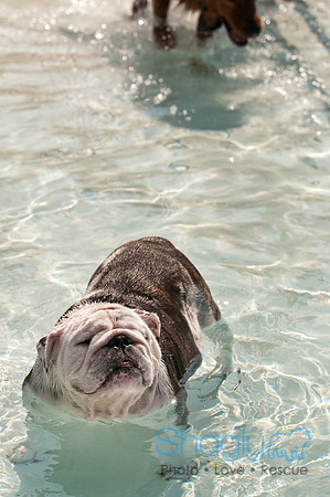 Dog-A-Poolooza-48