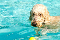 Dog-A-Poolooza-11
