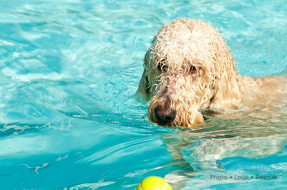 Dog-A-Poolooza-11