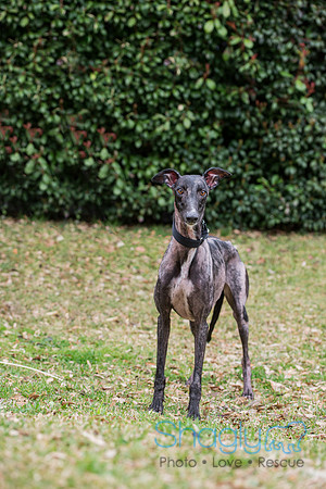 Zena