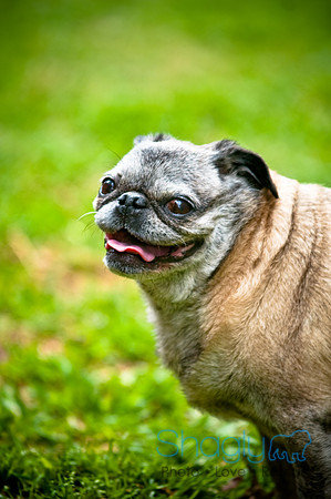 DFW Pug Rescue-106