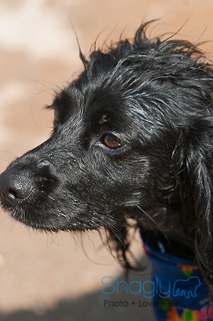 Dog-A-Poolooza-65