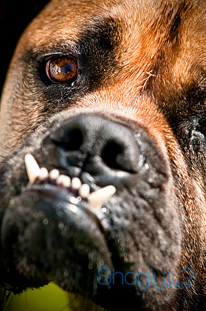 Dog-A-Poolooza-38