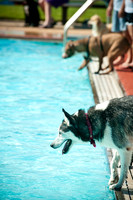 Dog-A-Poolooza-19