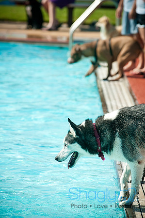 Dog-A-Poolooza-19