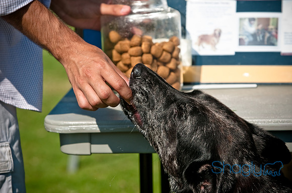 Dog-A-Poolooza-32