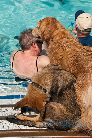 Dog-A-Poolooza-82