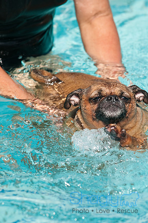Dog-A-Poolooza-46