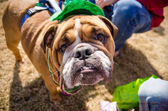 Krewe of Barkus 2012-290