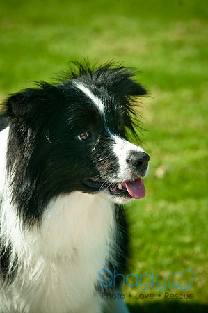 Dog-A-Poolooza-59