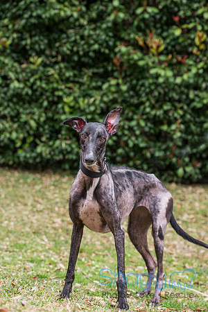 Zena