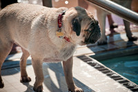 Dog-A-Poolooza-14