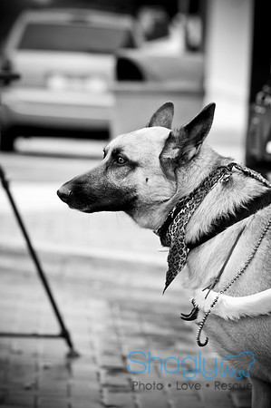 Krewe of Barkus-60