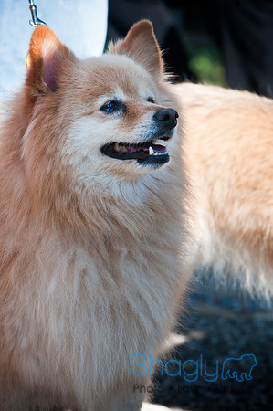 Richardson Pet Day-0186