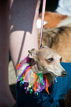 Richardson Pet Day-0163