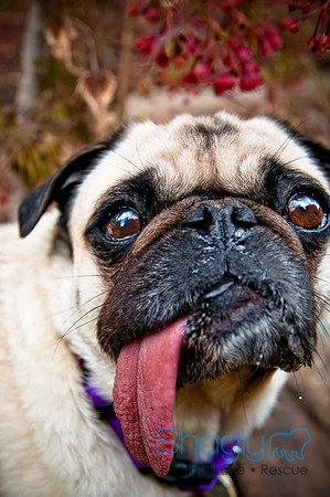 DFW Pug Rescue-21