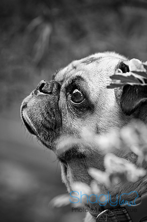 DFW Pug Rescue-86