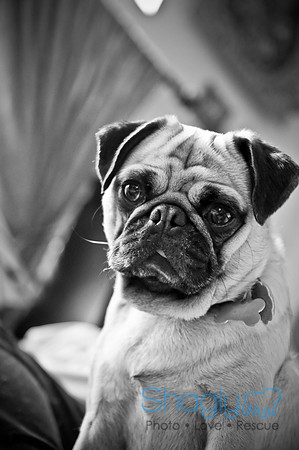 DFW Pug Rescue-154