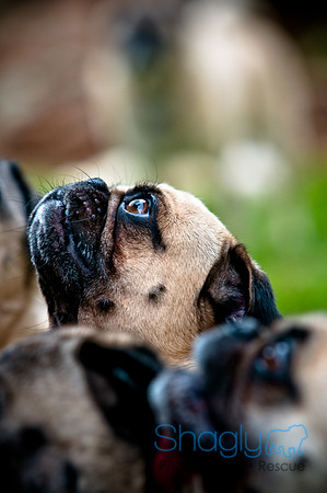 DFW Pug Rescue-81
