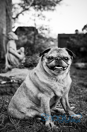 DFW Pug Rescue-124