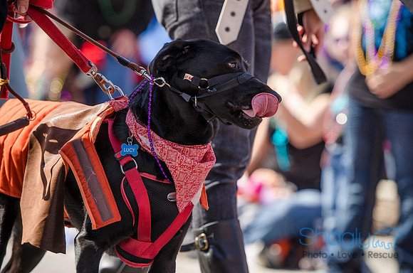 Krewe of Barkus 2012-252