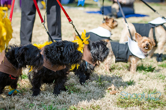 Krewe of Barkus 2012-76