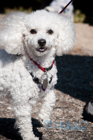 Richardson Pet Day-0268