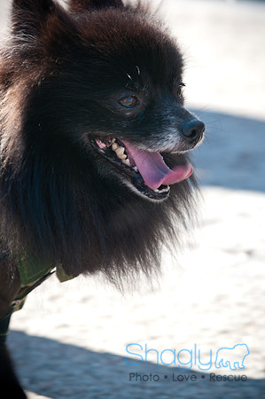 Richardson Pet Day-0339