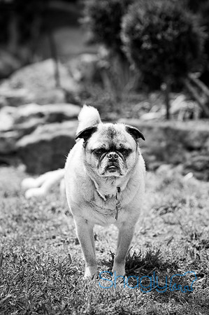 DFW Pug Rescue-73