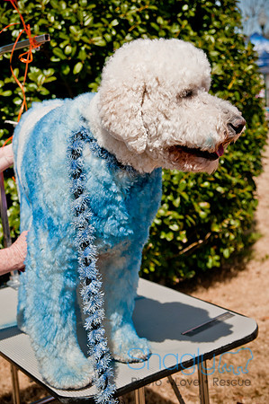 Krewe of Barkus 2011-19