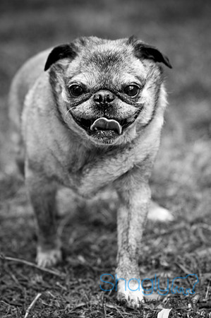 DFW Pug Rescue-58